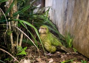 Ein schräger Vogel: der Kakapo