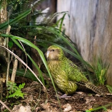 Ein schräger Vogel: der Kakapo