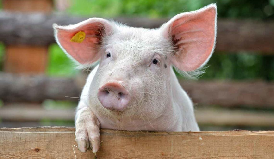 Schweine sind besonders kluge Tiere. 