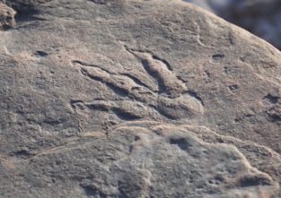 Diese Spuren eines Dinosauriers hat Lily beim Spazierengehen gefunden