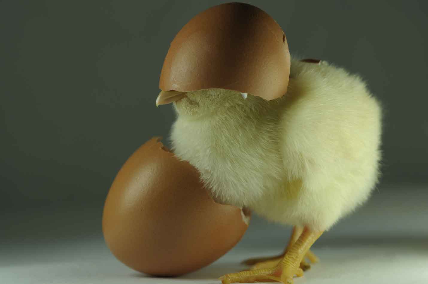 Experiment Der Trick mit der Eierschale Kleine Kinderzeitung