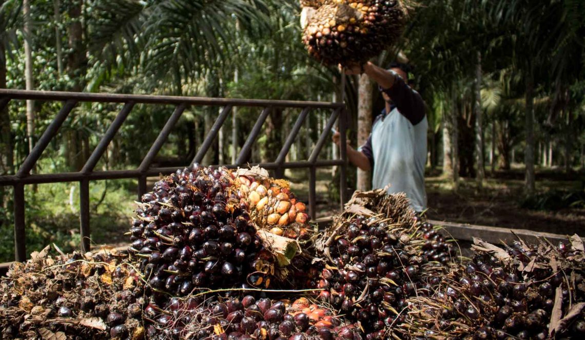 Was ist eigentlich Palmöl? - Kleine Kinderzeitung
