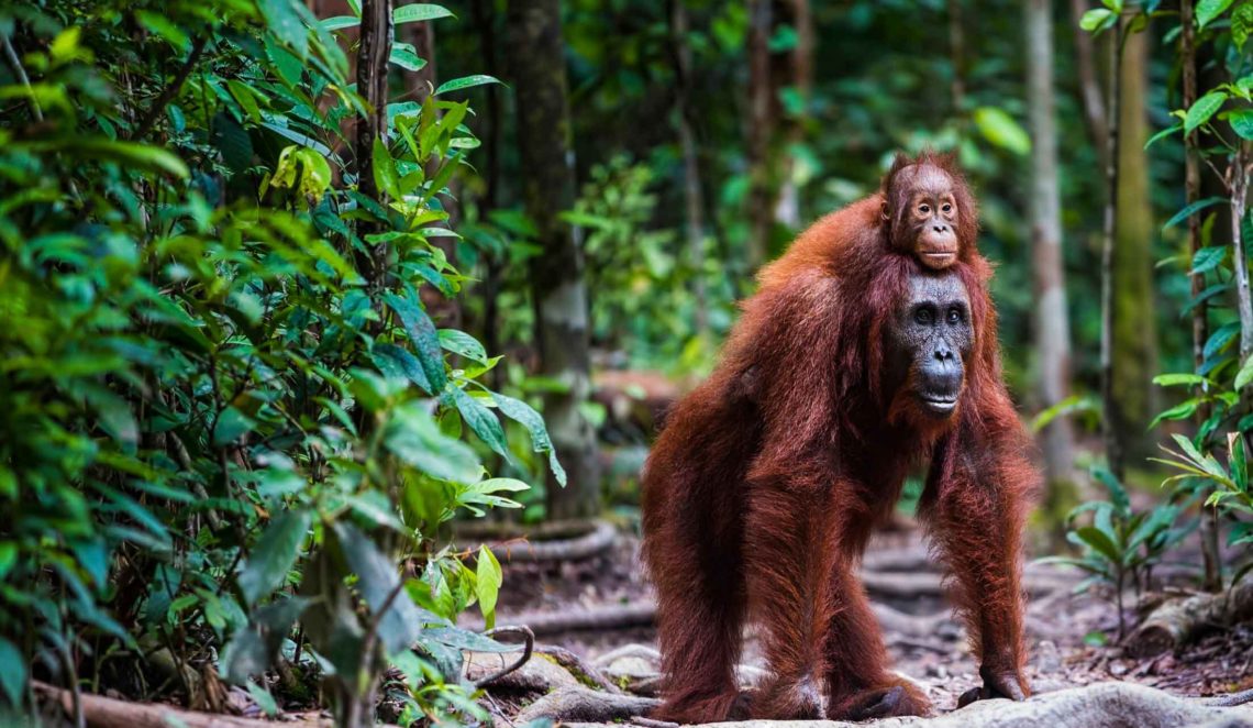 Orang-Utans: Hilfe für bedrohte Babys - Kleine Kinderzeitung