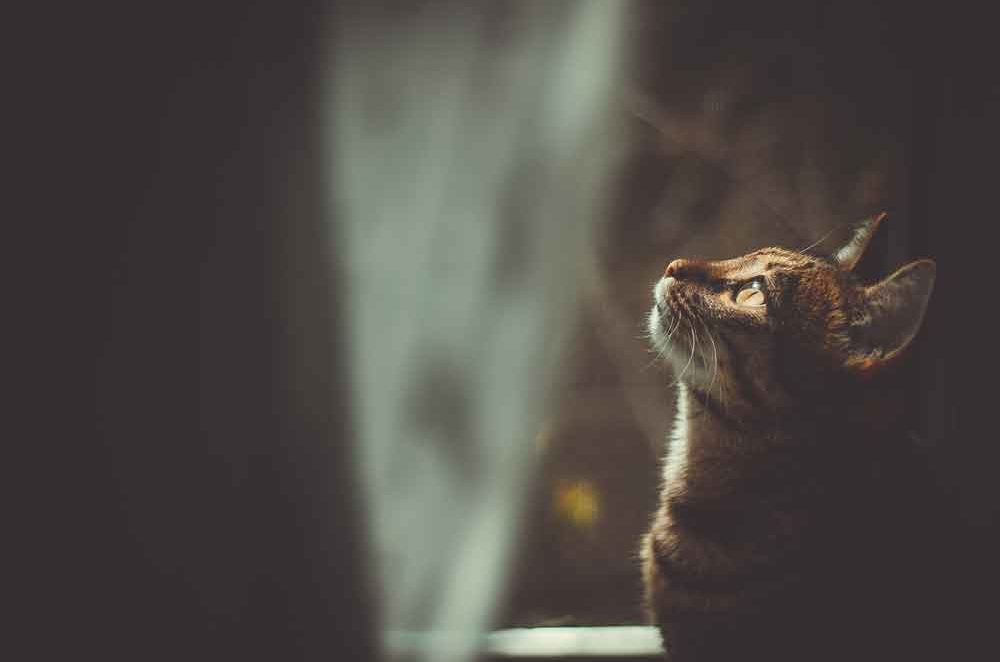 Warum können Katzen im Dunkeln so gut sehen? - Kleine Kinderzeitung