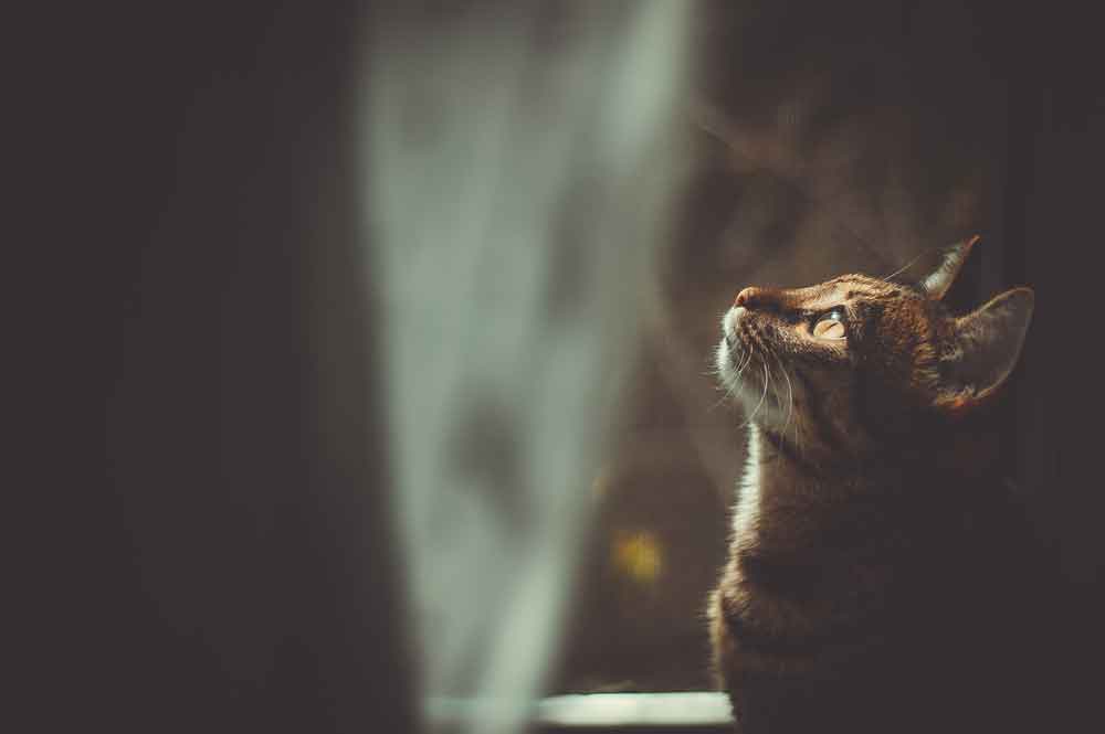 Warum können Katzen im Dunkeln so gut sehen? - Kleine Kinderzeitung