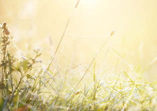 Eine Wiese am Morgen Foto: Adobe Stock