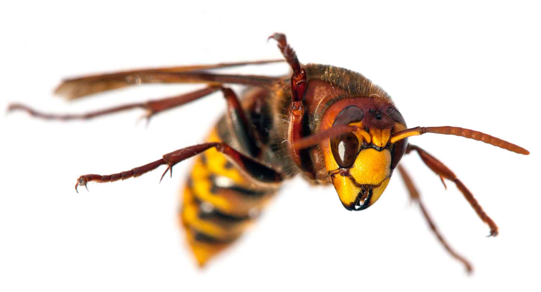 Wespe, Hornisse und Co Das ist der Unterschied Kleine Kinderzeitung