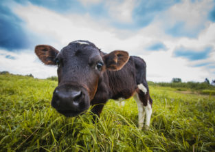 Wo ist hier die Toilette?