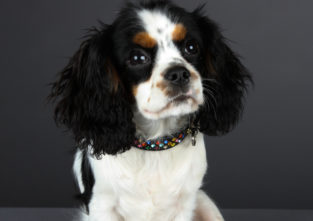 Klein und süß: Der Cavalier King Charles Spaniel