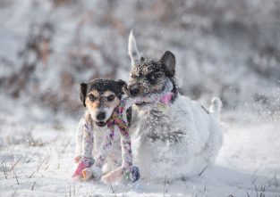 Schnee hält viele Geheimnisse bereit. Wir haben ein paar davon aufgedeckt