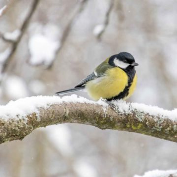 Die Kohlmeise steht in Österreich auf Platz eins
