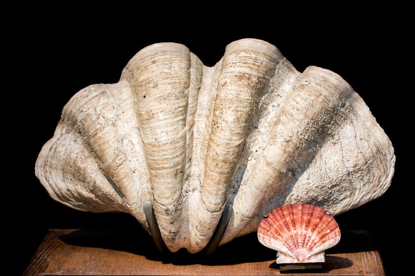 Im Größenvergleich: Die Große Riesenmuschel (links) gilt als die größte Muschelart der Welt. Sie kann Hunderte Kilogramm schwer werden. Rechts: eine "normale" Muschel