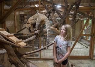 Alissa zu Besuch im Gehege: Obwohl der Nasenbär zur Familie der Kleinbären gehört, ist er nicht gefährlich