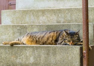 Ein kühler Betonboden bietet Katzen ein wenig Erfrischung für Haustiere