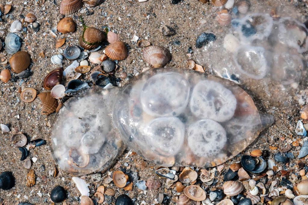 Quallen Glibber am Strand Kleine Kinderzeitung