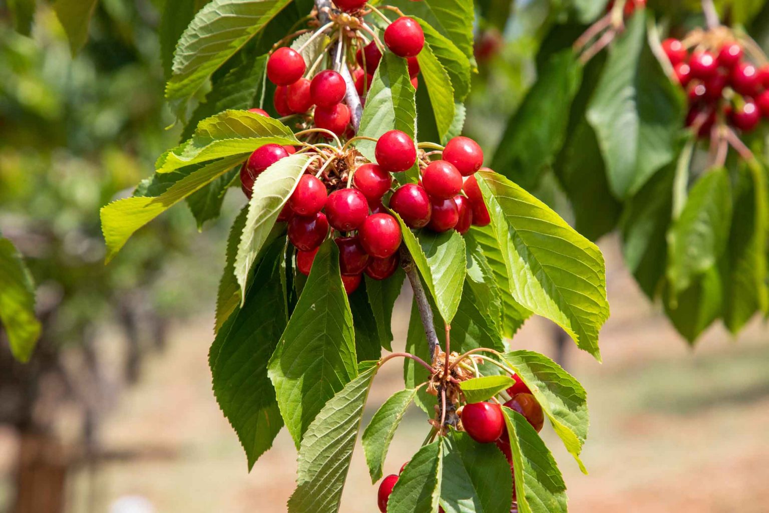 Quiz Teste dein Wissen zum Herbst! Kleine Kinderzeitung