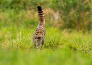 Typisch für die Europäische Wildkatze ist der Schwanz mit den Farbringen