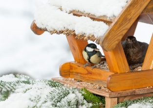 Kleine Wintergäste: Futterstationen ziehen immer wieder Vögel an
