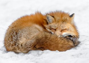Füchse halten weder Winterschlaf, noch Winterruhe. Müde werden sie aber trotzdem hin und wieder