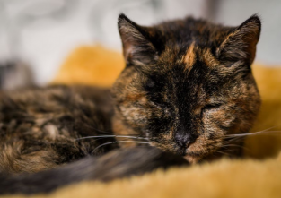 Flossie ist alt, aber noch ganz fit
