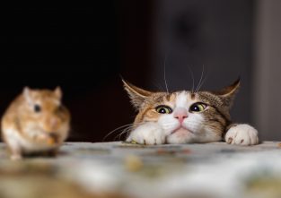 Katzen haben Mäuse zum Fressen gern
