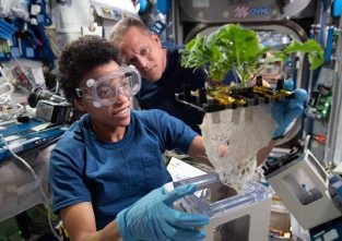 Seltsame Dinge im All: Die Astronauten haben eine Pflanze in die Raumstation mitgenommen