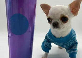 Pearl ist der kürzeste Hund der Welt