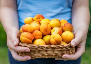 Oranges Gold: saftige Marillen aus Österreich