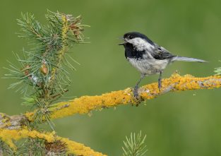 Zwitschernde Schwarzkopfmeise auf einem Nadelbaumzweig