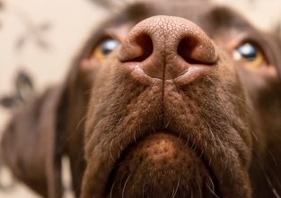 Auf der Jagd nach dem Trüffel: Hunde haben einen besonders guten Geruchssinn
