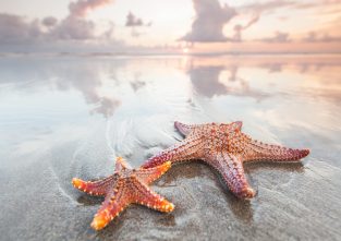 Seesterne gehören zu den ältesten Tierarten dieser Erde