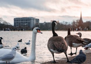 Den Schwan findet man in Sümpfen, flachen Seen und langsam fließenden Flüssen. In zu tiefen Gewässern kann er nicht leben, weil er sich vor allem von Wasserpflanzen ernährt, die er vom Grund heraufholt