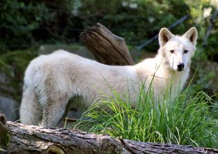 Seine Heimat ist das ewige Eis, das Dasein seiner Artgenossen auf unserer Erde wird immer schwieriger: der Polarwolf