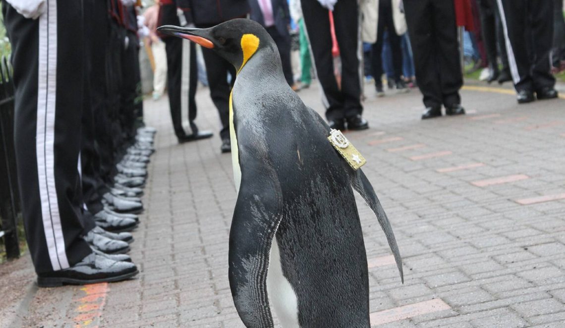 Der Königspinguin ist ein Vorbild für alle anderen Pinguine