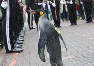 Der Königspinguin ist ein Vorbild für alle anderen Pinguine