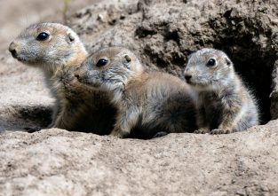 Feind in Sicht? Präriehunde müssen immer auf der Hut sein