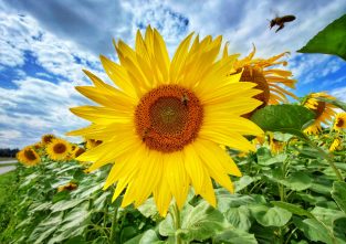 Von Blume zu Blume