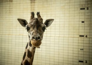 Nirgendwo sonst auf der Welt gibt es eine Giraffe ohne Flecken