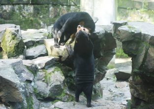 Echt oder nicht? Malaienbären in einem Zoo in China