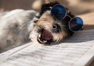 Übung macht den Meister: Drei Hunde durften mit Musikern auftreten