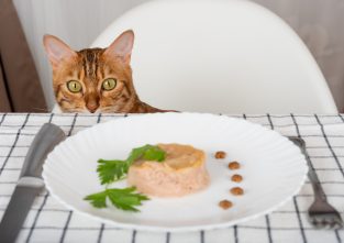 Mahlzeit! Thunfisch gehört zu den Lieblingsspeisen unserer Katzen