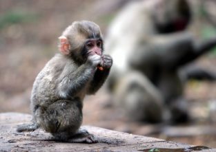 Baby-Makake beim Fressen