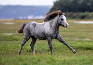 Ein Selfie um jeden Preis? Für die wild lebenden Ponys kann das tragisch enden