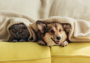 Wen magst du lieber? Hund oder Katze?