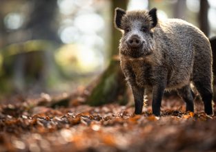 Immer der Nase nach: Wildschweine können ihr Futter erschnüffeln