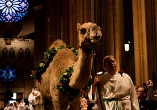 Nanu, was machen denn all die Tiere in der Kirche?