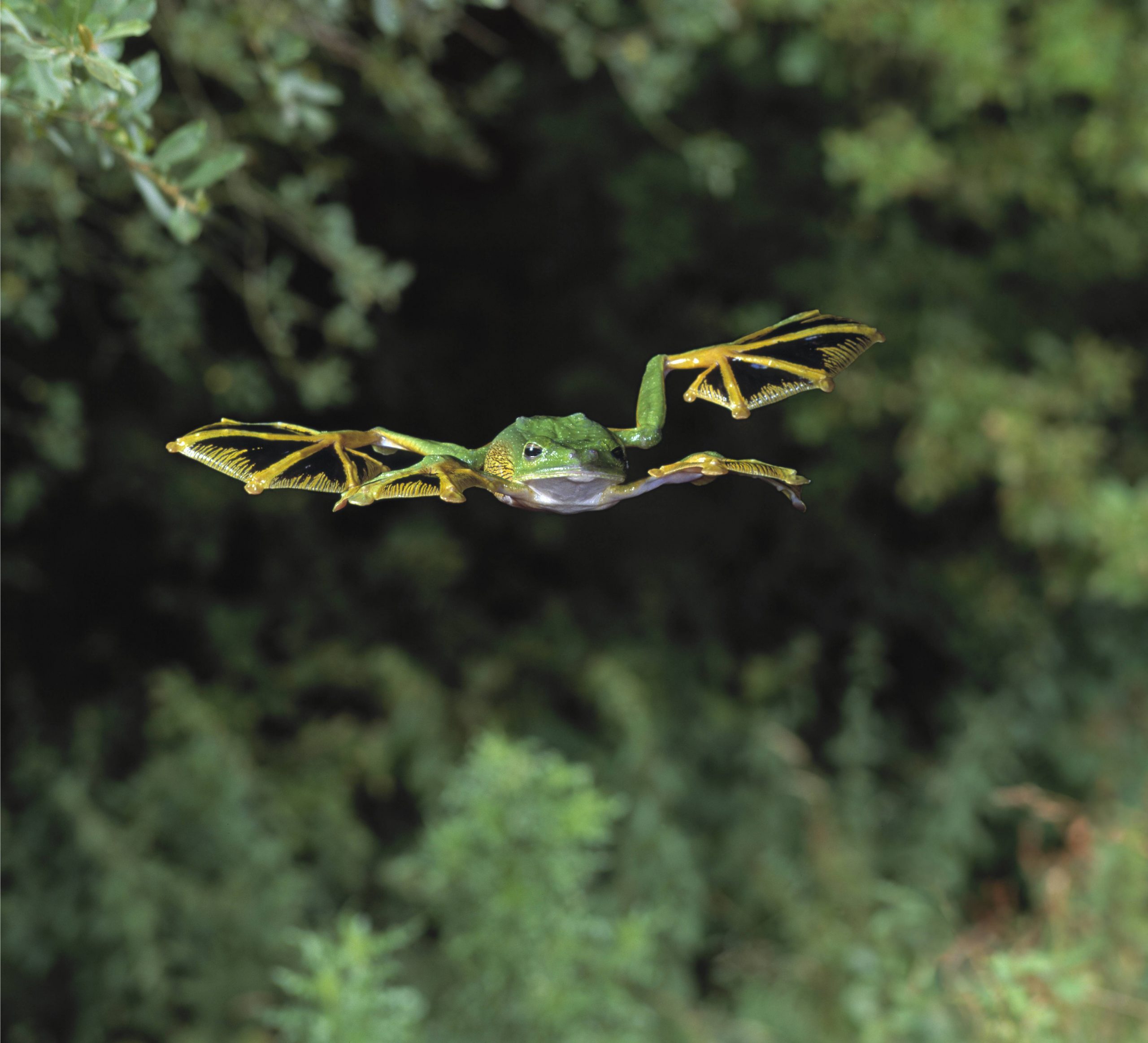 Pfui! Dieser fliegende Frosch hat eine spezielle Tarnung - Kleine  Kinderzeitung