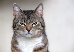 Böse Katze? Absichtlich bringen Haustiere ihre Besitzerinnen und Besitzer sicher nicht hinter Gitter