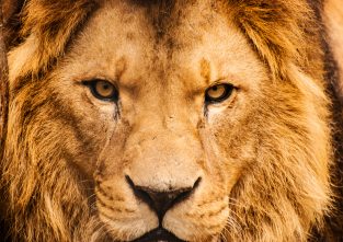 Den Löwen nennt man nicht umsonst den König der Tiere. In freier Wildbahn möchte man der zweitgrößten Raubkatze der Welt nicht begegnen