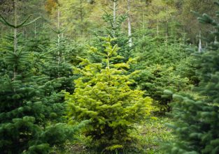 Weihnachtliche Rekorde haben oft auch mit Christbäumen zu tun